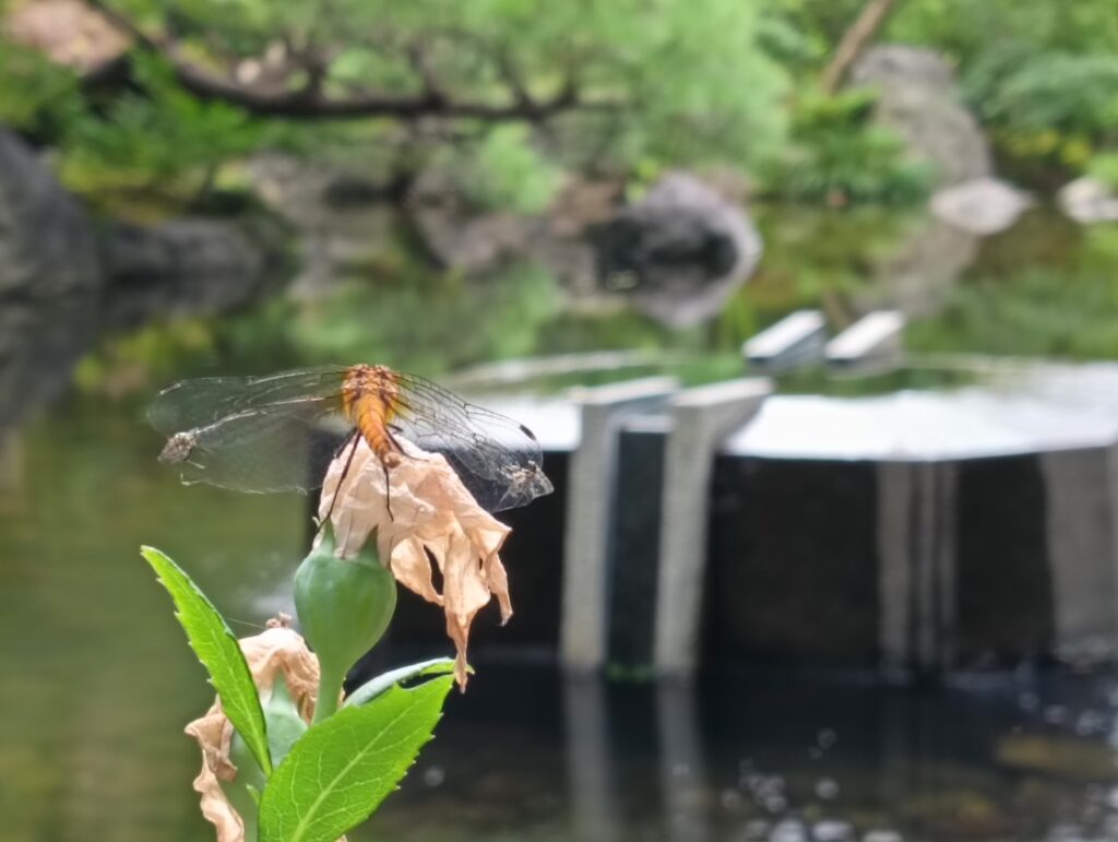 夏と秋