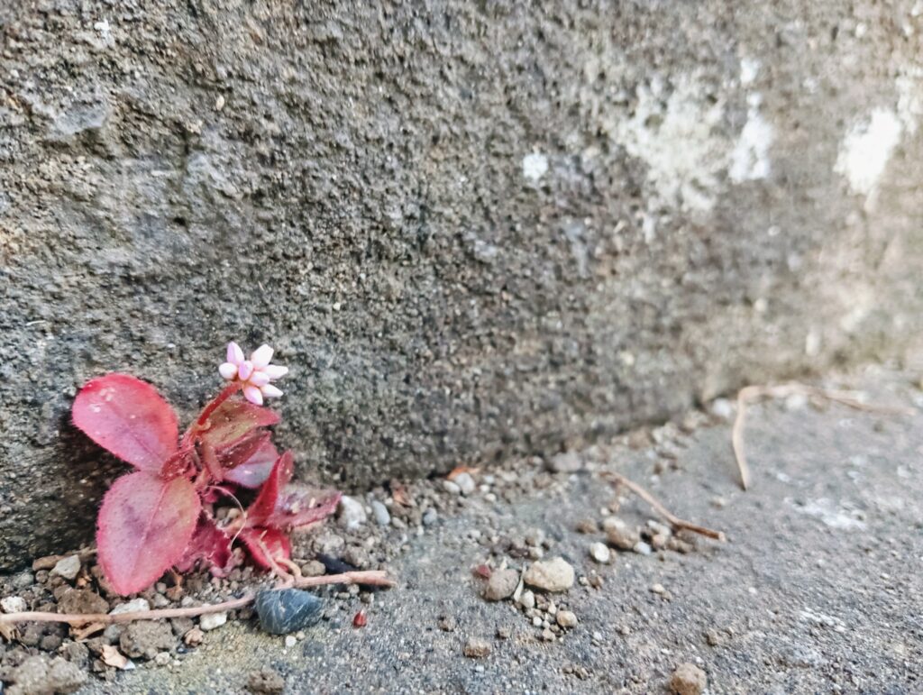 今日のひとこと