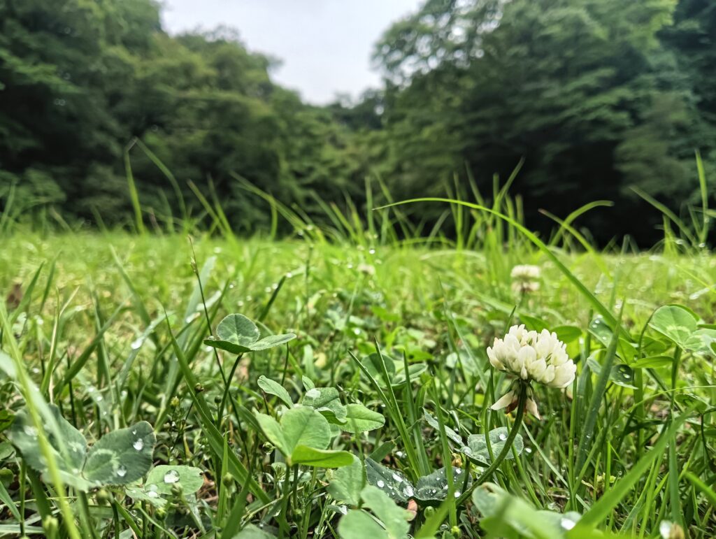 涼をお届け