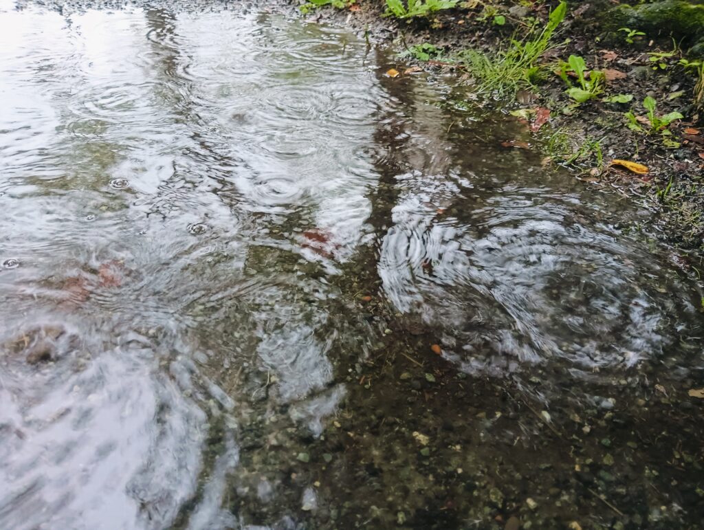 雨の日の楽しみ